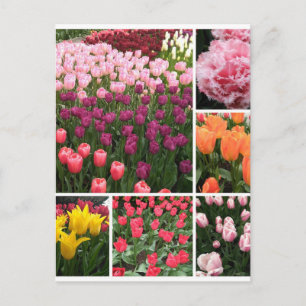 Collage de cartes postales pour tulipes Skagit Val