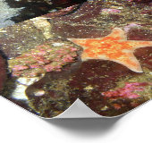 Collage de créations sous-marines - Impression d'a (Coin)