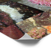 Collage de créatures sous-marines - Impression d'a (Coin)