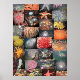 Collage de créatures sous-marines - Impression d'a