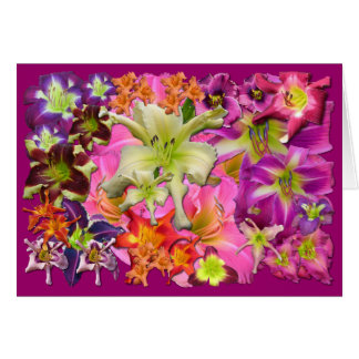 Collage de Daylily
