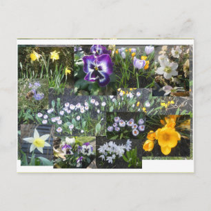 Collage de fleurs printanières colorées carte post