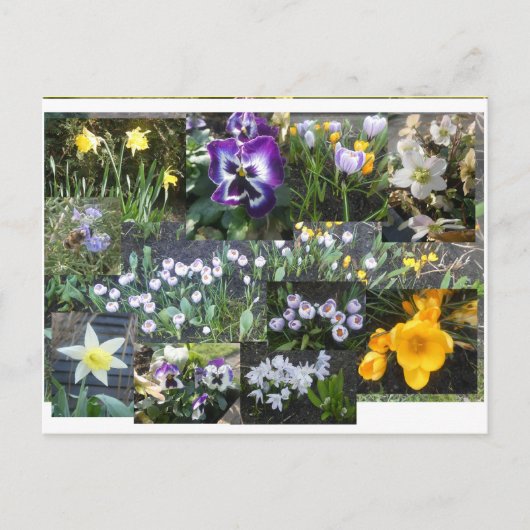 Collage de fleurs printanières colorées carte post (Devant)