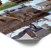 Collage de photos de vaches des Highlands, Affiche (Coin)