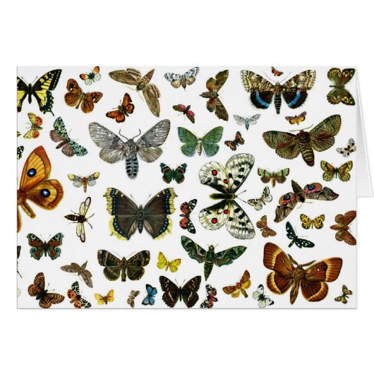 Collage des papillons de nuit et des papillons de (Devant horizontal)