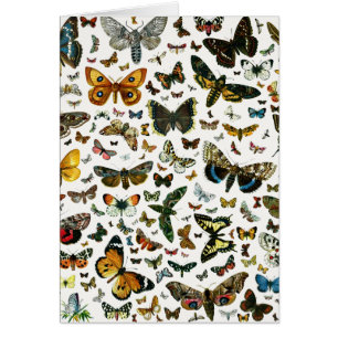 Collage des papillons de nuit et des papillons de