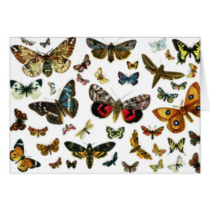 Collage des papillons de nuit et des papillons de