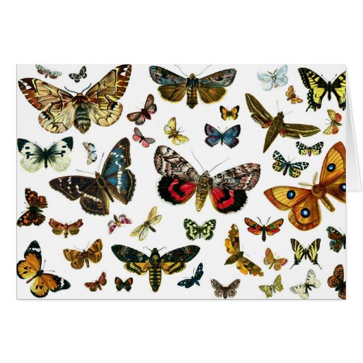 Collage des papillons de nuit et des papillons de (Devant horizontal)