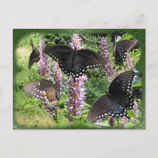 Collage en noir 2 ~ carte postale (Devant)