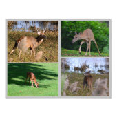 Collage photo de cerfs blancs (Devant)