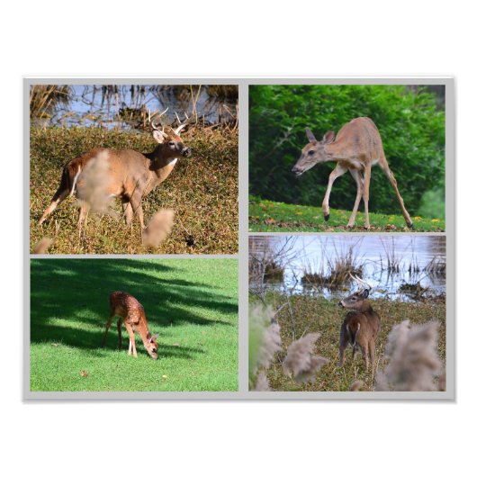 Collage photo de cerfs blancs (Devant)