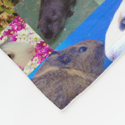 Collage photo de cochon de Guinée, couverture en p (Coin)