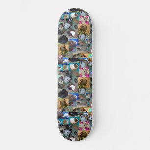 Collage photo de cochon d'Inde, skateboard