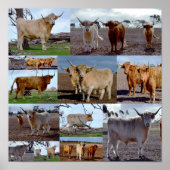 Collage photo de vaches des Highlands, Affiche (Devant)