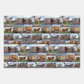 Collage photo de vaches Highland, Feuilles d'envel (Devant 2)