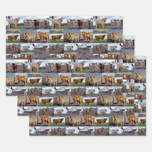 Collage photo de vaches Highland, Feuilles d'envel (Lot)