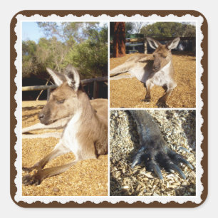Collage photo Kangaroo, Stickers Carrés