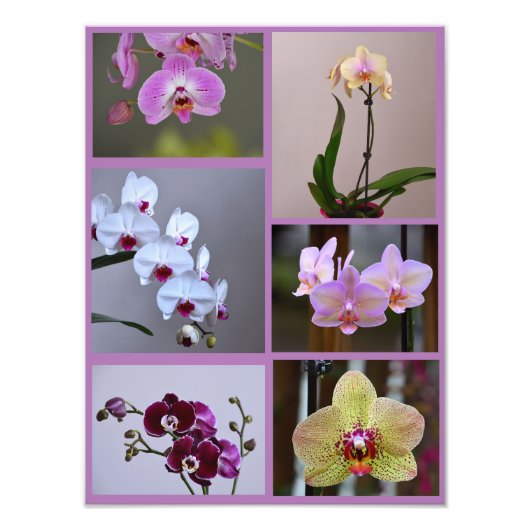 Collage photo orchidée (Devant)