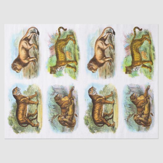 Collage van de ontkoppeling van de Lion Tiger Tissuepapier (Voorkant)