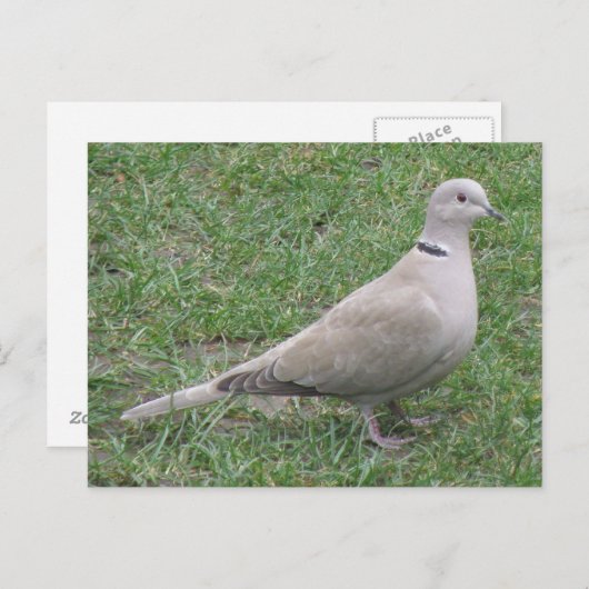 Collared Dove Briefkaart (Voorkant / Achterkant)