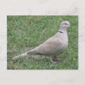 Collared Dove Briefkaart (Voorkant)