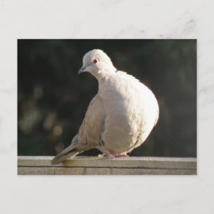 Collared Dove Briefkaart
