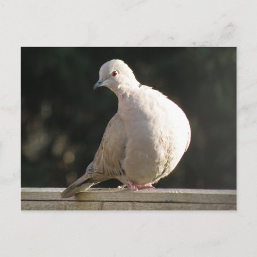 Collared Dove Briefkaart (Voorkant)