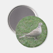 Collared Dove Magnet Magneet (Voorkant / Achterkant)