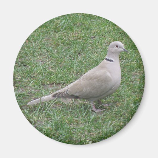 Collared Dove Magnet Magneet (Voorkant)