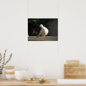 Collared Dove Poster (Keuken)