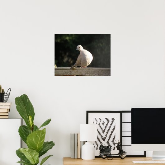 Collared Dove Poster (Thuiskantoor)