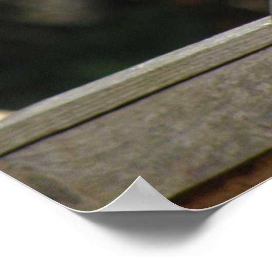 Collared Dove Poster (Hoek)