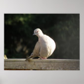Collared Dove Poster (Voorkant)
