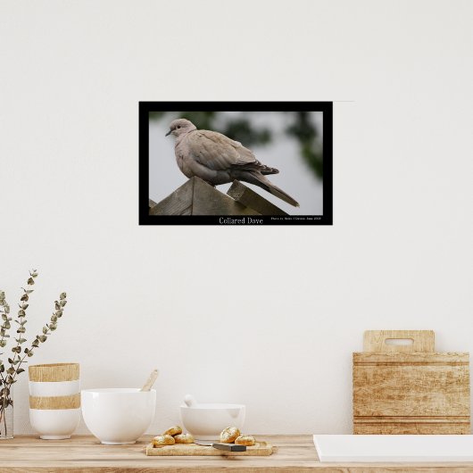 Collared Dove Poster (Keuken)