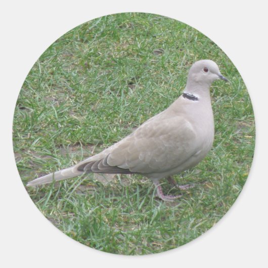 Collared Dove Sticker (Voorkant)