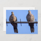 Collared Doves Briefkaart (Voorkant / Achterkant)