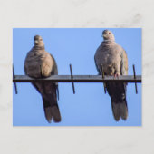 Collared Doves Briefkaart (Voorkant)