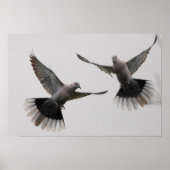Collared Doves Poster (Voorkant)