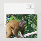 Collared Lemur Briefkaart (Voorkant / Achterkant)