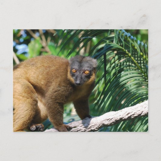 Collared Lemur Briefkaart (Voorkant)
