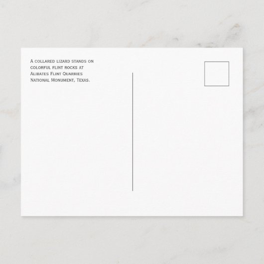 Collared Lizard, Alibates Flint Quarries, Texas Briefkaart (Achterkant)