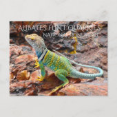 Collared Lizard, Alibates Flint Quarries, Texas Briefkaart (Voorkant)
