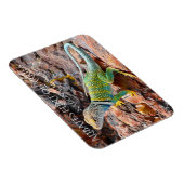 Collared Lizard, Alibates Flint Quarries, Texas Magneet (Rechterzijde)