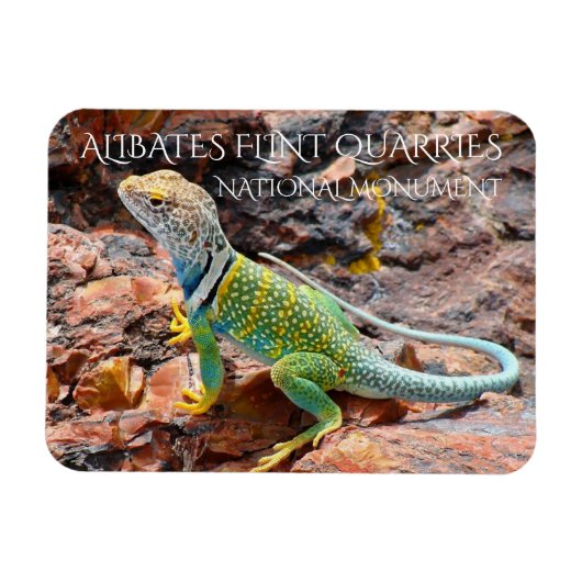Collared Lizard, Alibates Flint Quarries, Texas Magneet (Horizontaal)