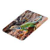 Collared Lizard, Alibates Flint Quarries, Texas Magneet (Linkerzijde)
