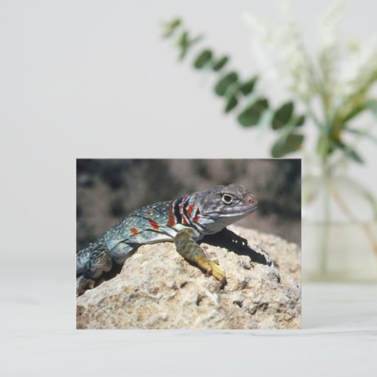 Collared Lizard Briefkaart (Staand voorkant)