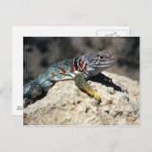 Collared Lizard Briefkaart (Voorkant / Achterkant)