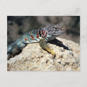 Collared Lizard Briefkaart