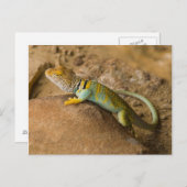 Collared Lizard Briefkaart (Voorkant / Achterkant)