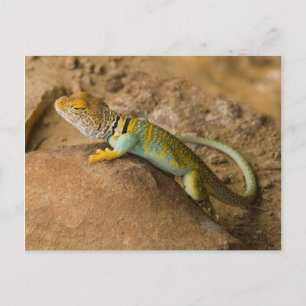 Collared Lizard Briefkaart